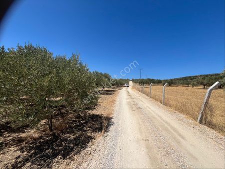 Torbalı Sahipler Köyünde 4870m2 Satılık Zeytinli Tarla