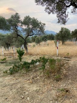 Kaya Emlak'tan Kemalpaşa Vişneli Bölgesinde Satılık Bahçe