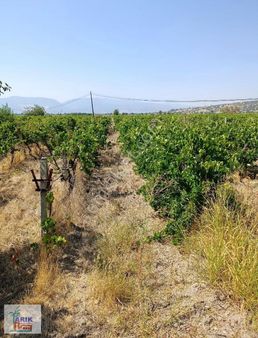 Arık Emlak'tan Muradiyede Ana Yol Üzerinde 3,5 Dönüm Satılık Bağ