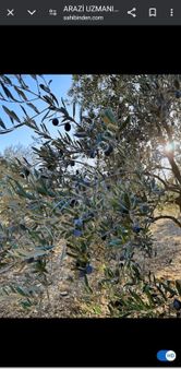 Acil‼️manisa Kırkağaç Bakır 'da Satılık Zeytinlik 600.oootl
