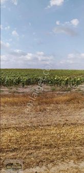 Tekirdağ Saraylar Göçerler Mahallesinde Satilik 7305 M2 Tarla