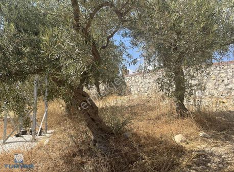 Torbalı Sahipler Mah 1188m2 Köy İçi Tarla Ve Zeytinlik
