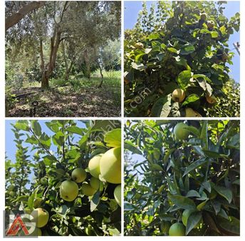 Kemer Ulupınar Da 700 M2 Satılık Ev Ve Hobi Bahçesi