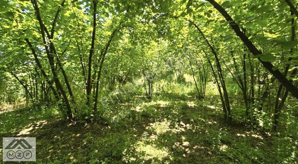 Kocaali Alandere Mahallesi'nde Full Deniz Manzaralı Arsa