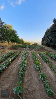 Hacımaşlıda Satılık 2 Tek Tapu Yer