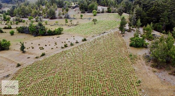 Denizli Acıpayam Ören 102 Ada 13 Par 1.079m2 Tarla Yolu Var