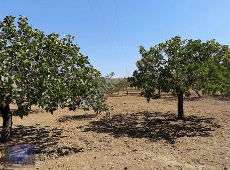 İmamoğlu'ndan Akziyarette Diyarbakır Yolunda 1500mt Fıstıklık