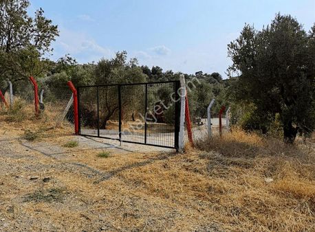 Yasaklar Grouptan Satılık Zeytinlik !!!!