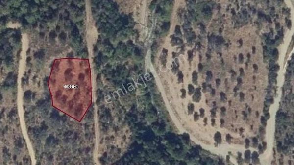 Güzelbahçe Payamlı Tek Tapu 1.5 Dönüm Zeytinlik