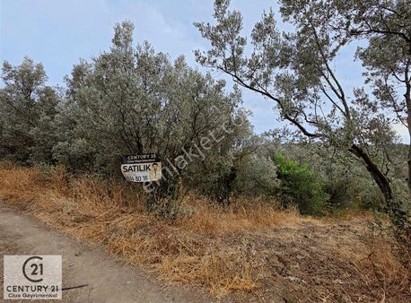 C21 Cius; Umurbey'de Hobi Bahçesi Yola İki Cepheli Zeytinlik