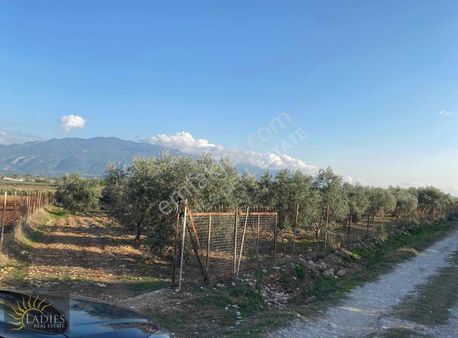 Seydikemer'de İçinde Gelişmiş Zeytin Ağaçları Olan 8099m2 Arazi