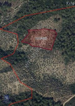 Kılavuz'da İçerisinde 400 Adet Zeytin Bulunan Fırsat Arazi