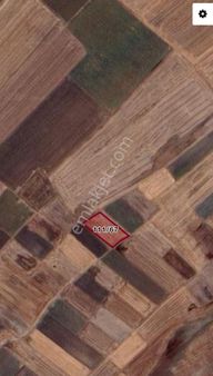 Tekirdağ Saray Osmanlı Satılık Tek Tapu 1950m2 Tarla