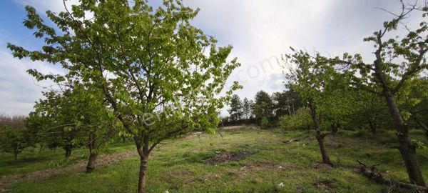 Yaşar Emlak&gayrimenkul'den Keles Belenören’de 1861 M² Tek Tapulu, Kiraz Ağaçlı Yatırımlık Arazi