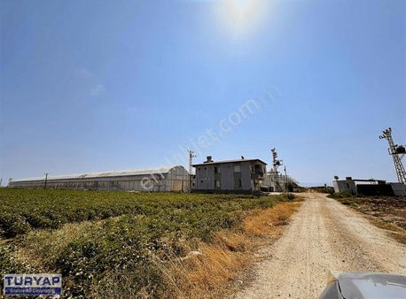 Turyap'tan 40 Dönüm Muz Serası