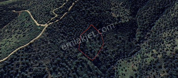 Antika Gayrimenkul'den Bozcayakada Fırsat Zeytinlik