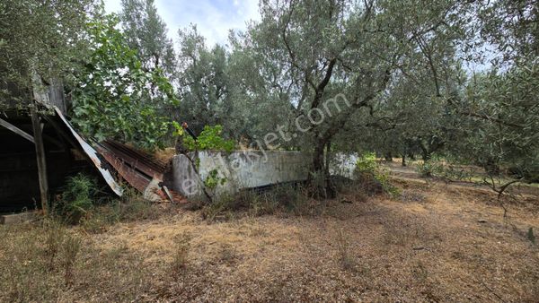 İnikli Mahalesinde 3579m2 Köye Yakın Yolu Olan Satılık Zeytinlik