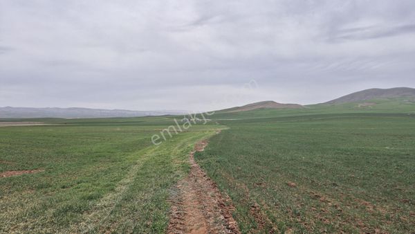Acil Satılık Tarla Hıssesi Turkoba Mahallesinde