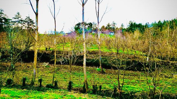 Turyaptan Çanakkale Çan Eskiyayla Köyünde Satılık Tarla