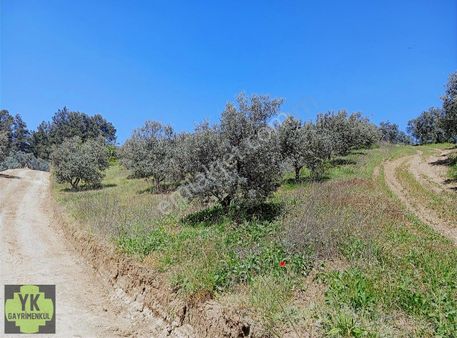 Mudanya İpekyayla 943 M² Zeytinlik