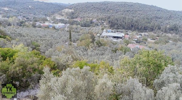 Mudanya Talatbey 6806 M² Zeytinlik