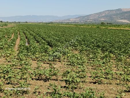Pirlibey Mahallesinde Satılık Sulak Verimli Tarla