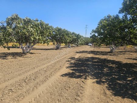Söke Emlak Ofisisınden Mursallıda Satılık Incır Bahçesi