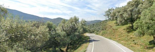 Bayındır Çeniklerde 516 M2 Zeytinlik