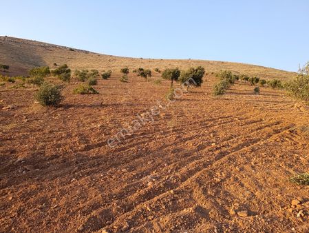 Acil Acil Aşağı Arılda Tek Tapu 4340 M2