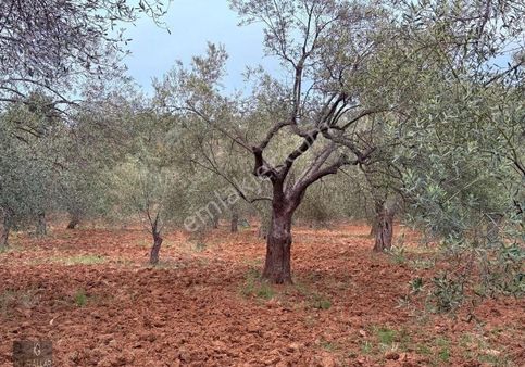 Kuyualan Mah Zeytinlik