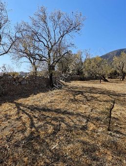 Startkey Pelit Datça Cumalı'da Köye Yakın Tarla