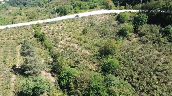 Düzce Kabalak'ta 2902 M2 Satılık Fındık Bahçesi!