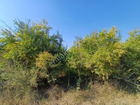 Sarılar Mahallesi Satılık Nar Bahçesi