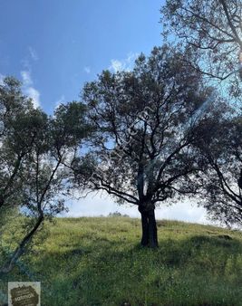 İzmir Bayındır Satılık Zeytinlik