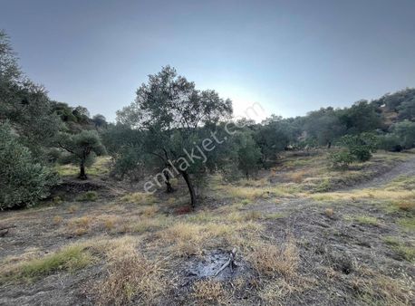 İsabeyli'de Demirhan Sınırında Satılık 5.258 M2 Zeytinlik