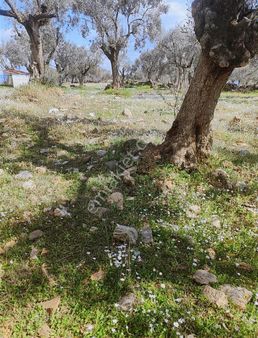 Ocaklı Mahallesinde Satılık Zeytinlik