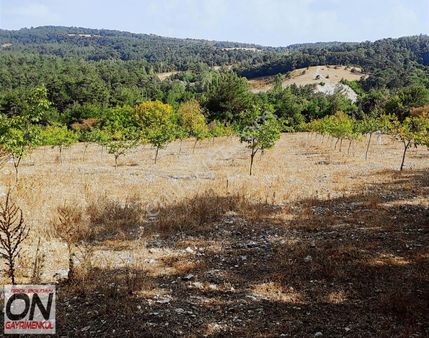 Savaştepe Yu. Danişment Mah De 29 Dönüm Satılık Ceviz Bahçesi