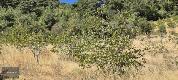 Gelirli Ceviz Bahçesi