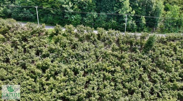 Cadde Emlaktan Hendek Dikmen De 2600 M2 İmarlı Arsa