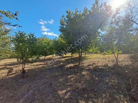Tekirdağ Süleymanpaşa Karacakılavuz Mah. Acil Satılık Kelepir Cevizlik
