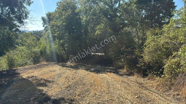 Asya Evim Emlaktan Ağlasun Sakarca Mahallesin De Satılık Arazi