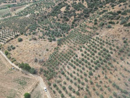 Antika Gayrimenkulden Emirli’de Satılık Zeytin Bahçesi