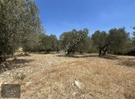 Resa Gayrimenkul'den Kırkağaç Gebeler'de 1320m2 Köyiçi Zeytinlik