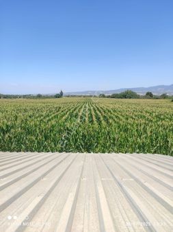 Manisa Turgutlu 8. Mıntıkada 5 Tapudan Oluşan 18.770 M² Besi Çiftlik Ve Boş Arazi Satılıktır.