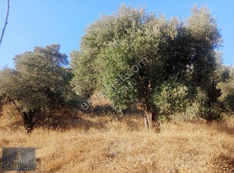 Şehir Den Sultanhisar Atça ' Da Satılık Uygun Hobi Bahçesi