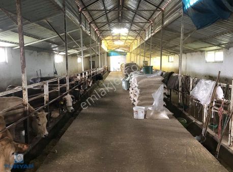 Terme Çanaklıda Çiftlik Hayvancılık İçin 16142 Metrekare