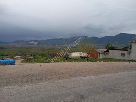 Manisa Kırkağaç Musahoca Da 2347 M2 Tek Tapu Zeytinlik