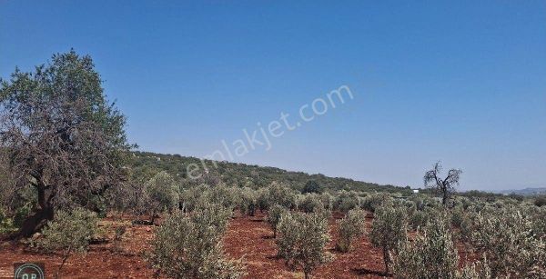 Yunushan Gelinler Dağı Nekropolü'ne 500 Metre Mesafede 19,5 Dönüm Arazi Yatırımlık Satılık