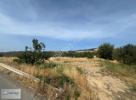 Aliağa Aşağışakran Müstakil Tapulu Tarla (zeytinli) Satılık