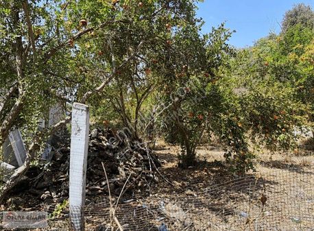 Oflaz Emlaktan Satılık Koy İçi Müstakil Ev Arsa